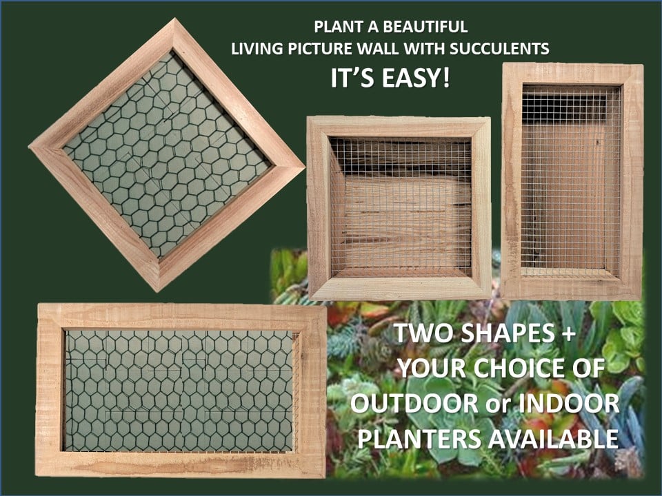 Vertical Succulent Planter Box ~ outlet Vertical Succulent Planter Box Set ~ Cedar Indoor Outdoor Succulent Planters ~ Vertical Gardening Gift Idea